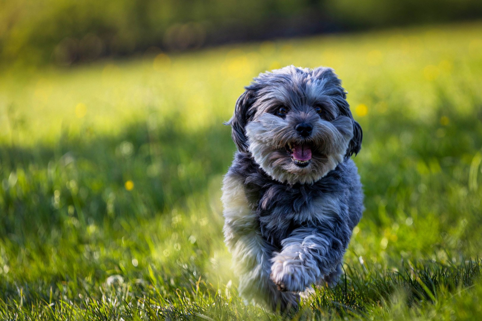 Lovely Havanese_11