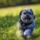 Lovely Havanese_11