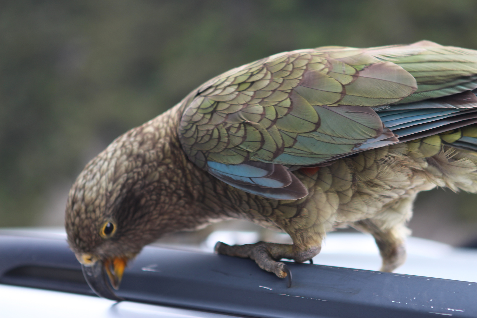 Lovely Kea