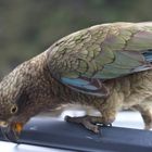 Lovely Kea