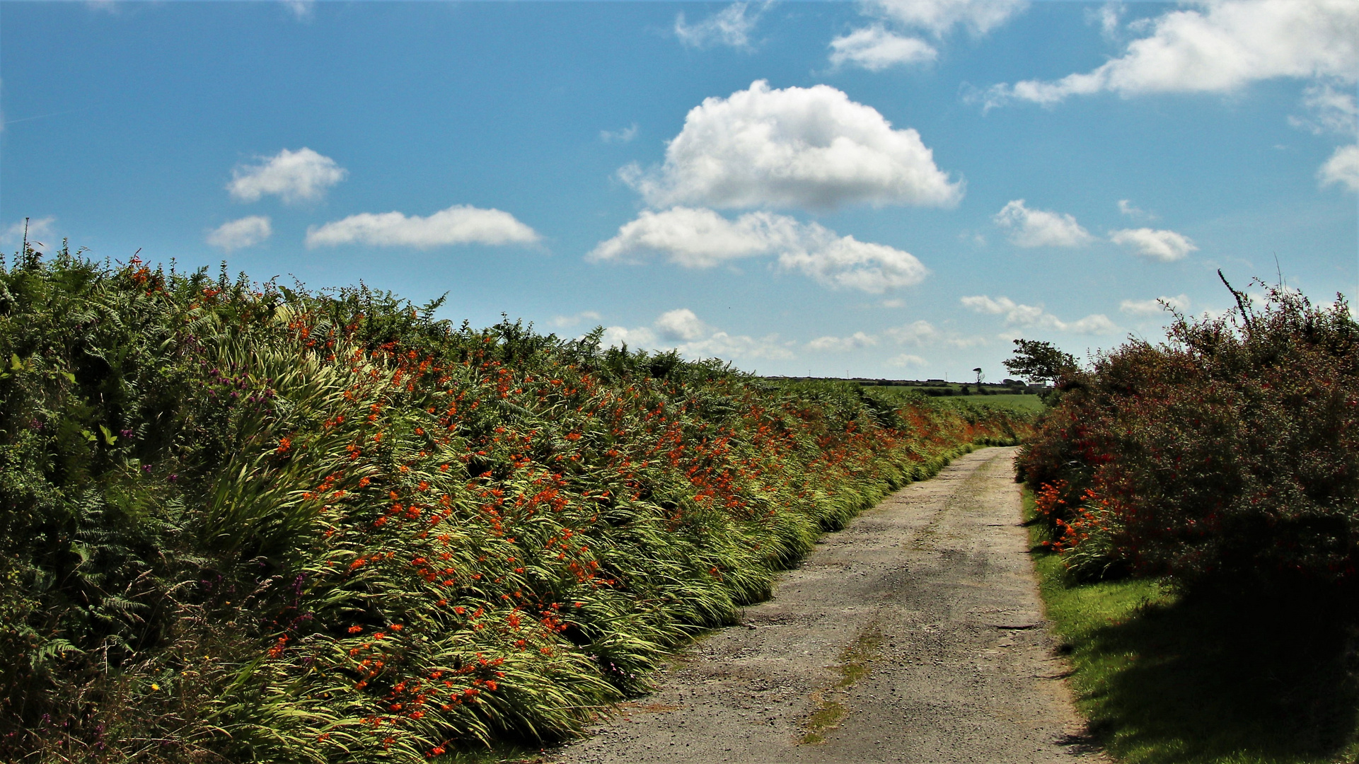 Lovely Landscape