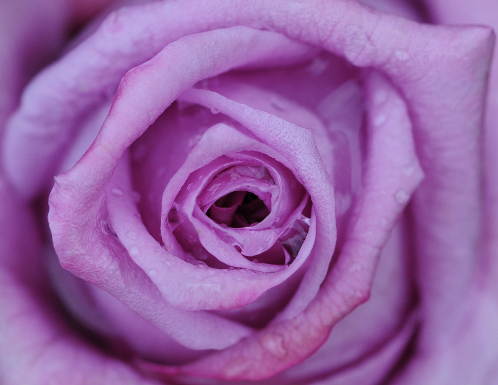 Lovely Lilac Rose