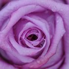 Lovely Lilac Rose