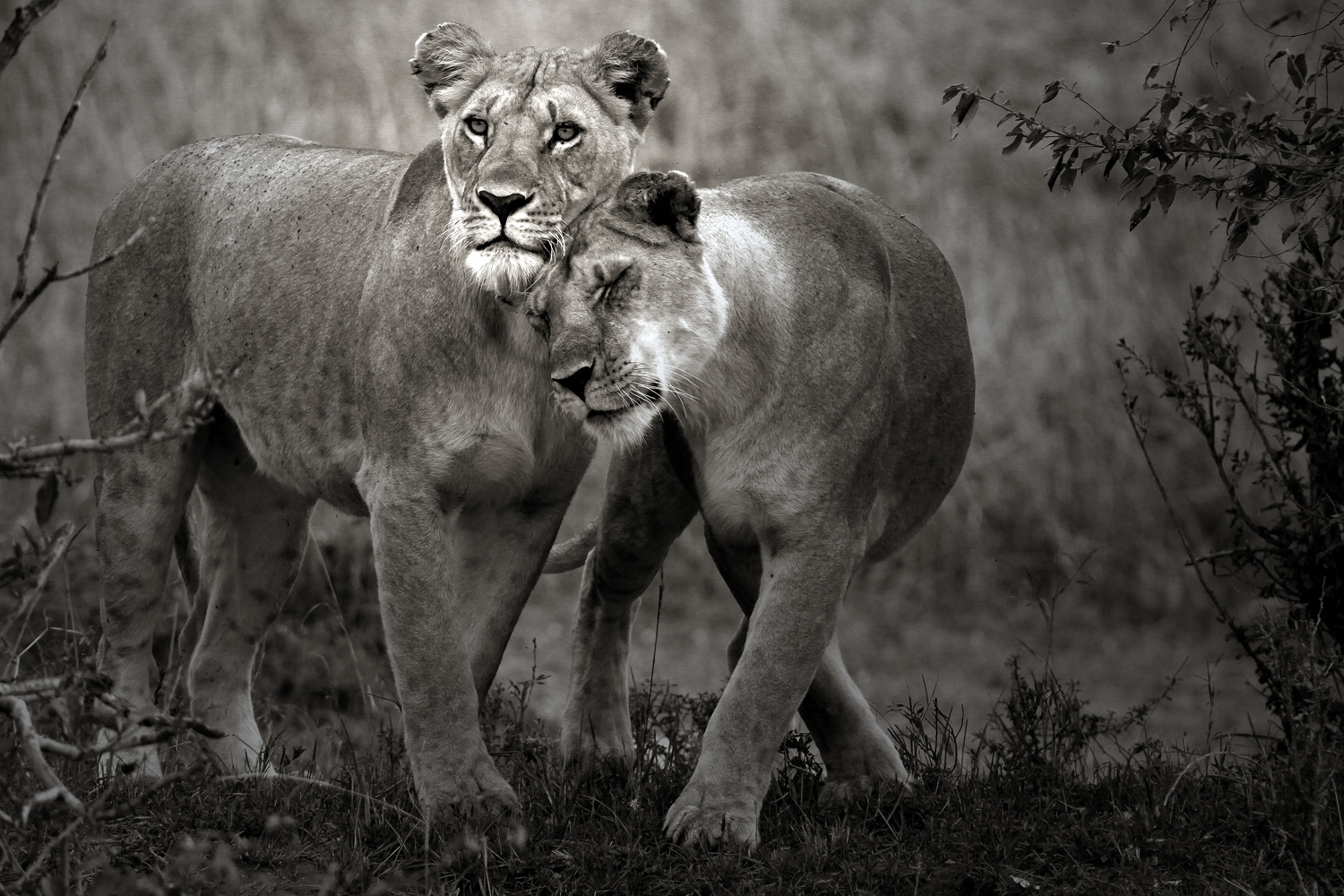 ~ lovely lions ~