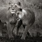 ~ lovely lions ~