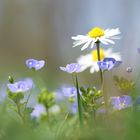 lovely little flowers