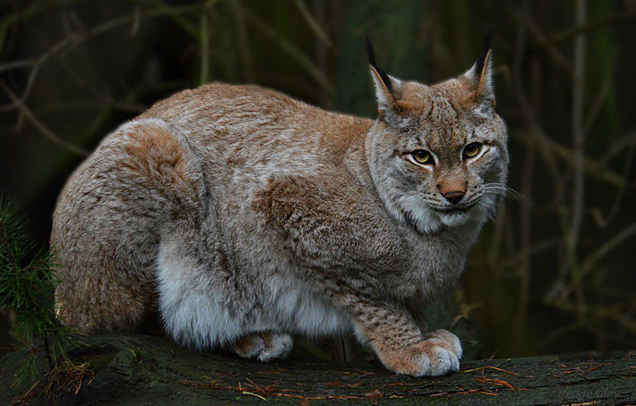 **Lovely Luchs Lady**