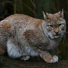 **Lovely Luchs Lady**