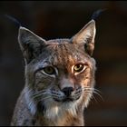 * Lovely Luchs Luis *