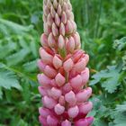 Lovely lupin