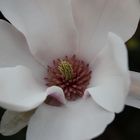 lovely Magnolia