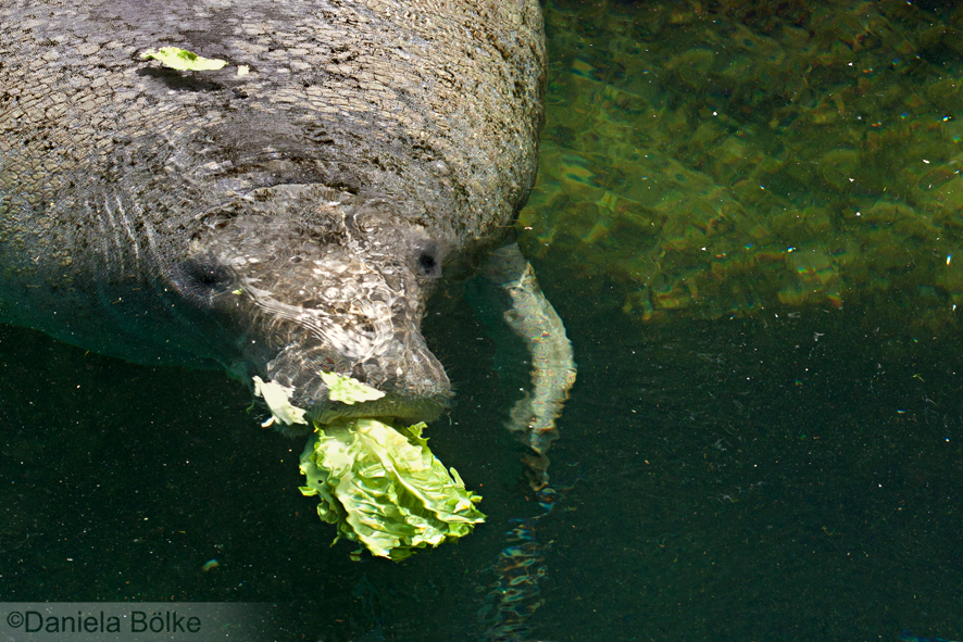 lovely manatee