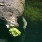 lovely manatee