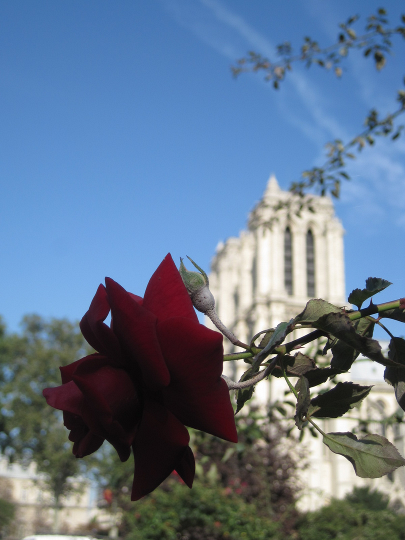 Lovely Notre Dame