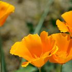 Lovely Orange Flowers