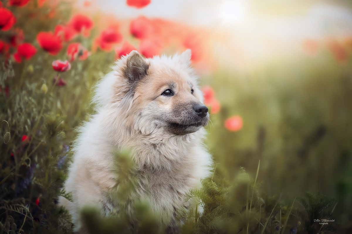 ...lovely poppies...