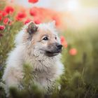 ...lovely poppies...