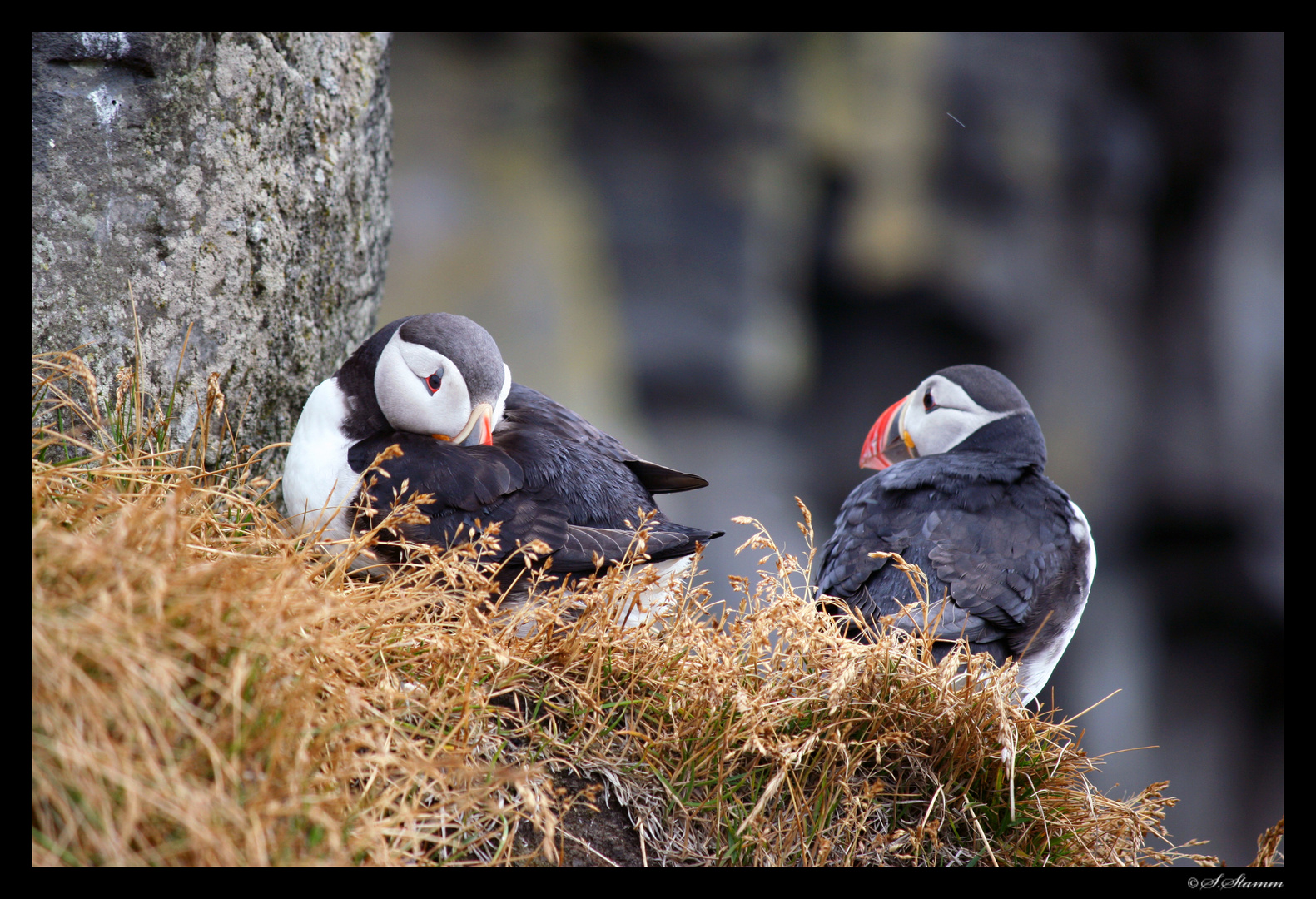 Lovely Puffins