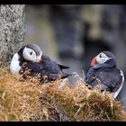 Lovely Puffins