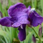 Lovely Purple Flower - Iran