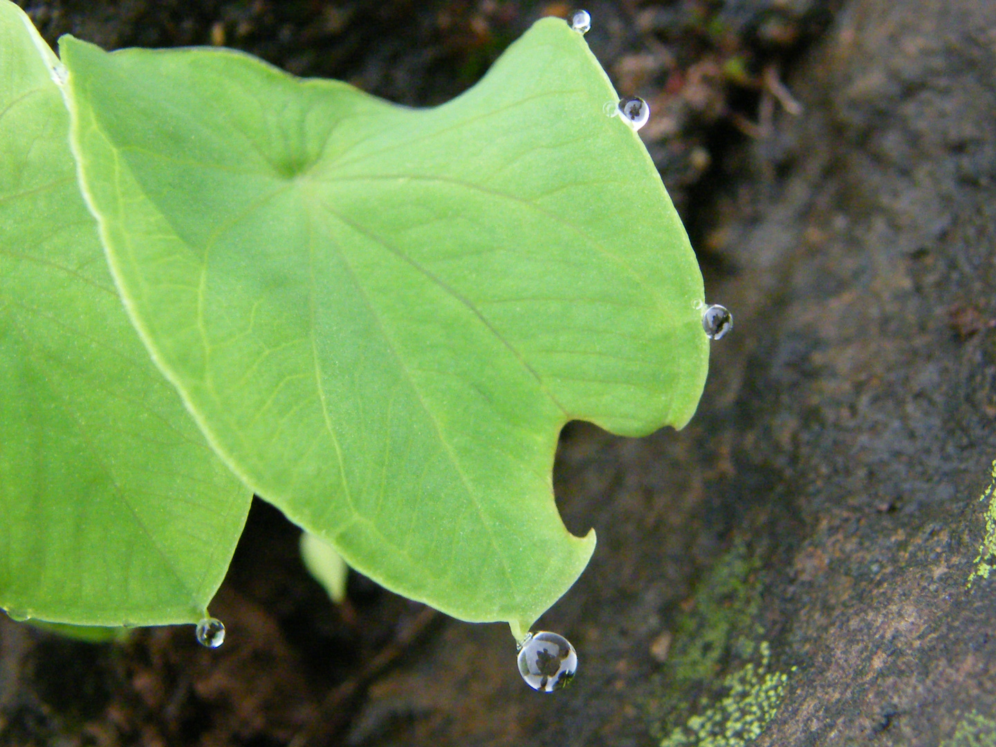 Lovely rainy season.