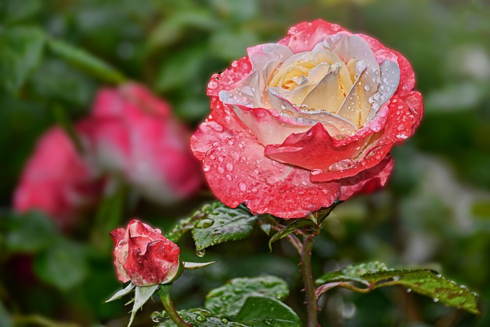 Lovely Rose