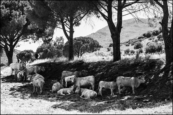 Lovely rural landscape