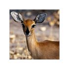 [ Lovely Steenbok ]