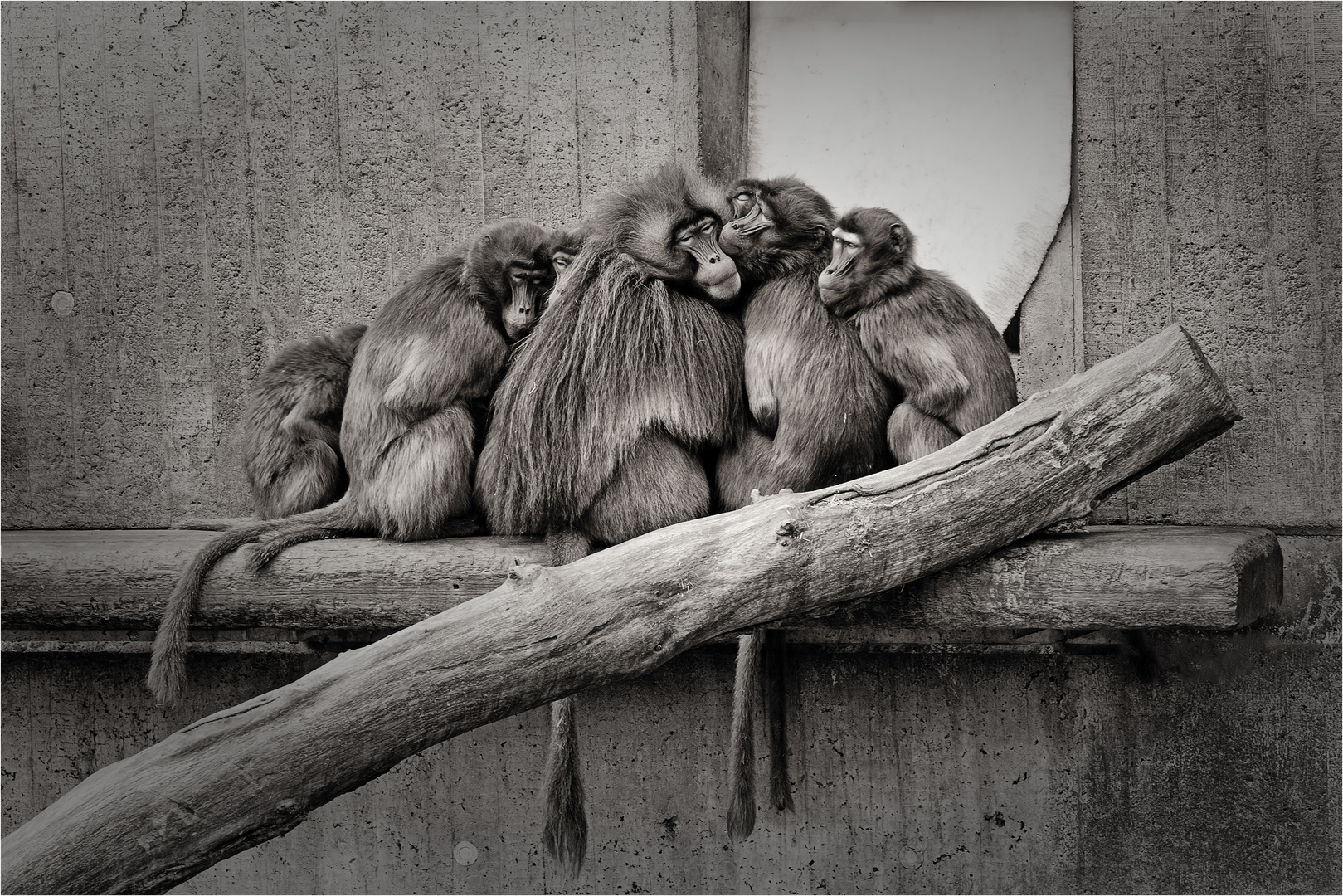 * * * lovely troop of monkeys * * *