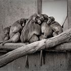 * * * lovely troop of monkeys * * *