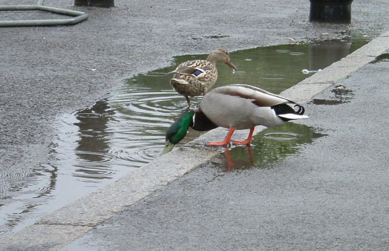 Lovely weather for Ducks