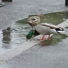 Lovely weather for Ducks