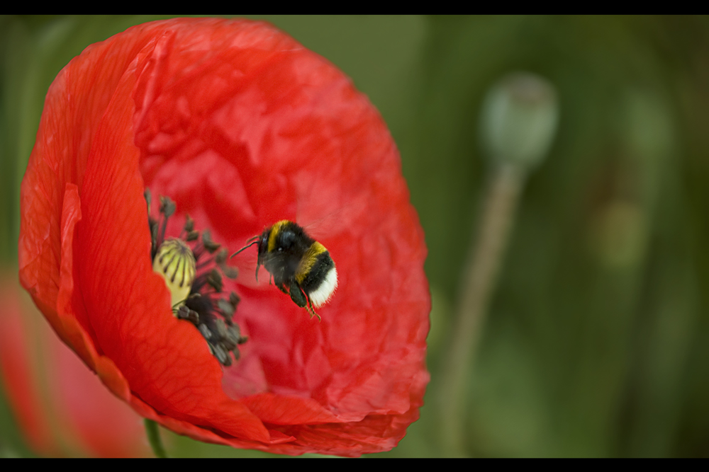 lovely windy bee day