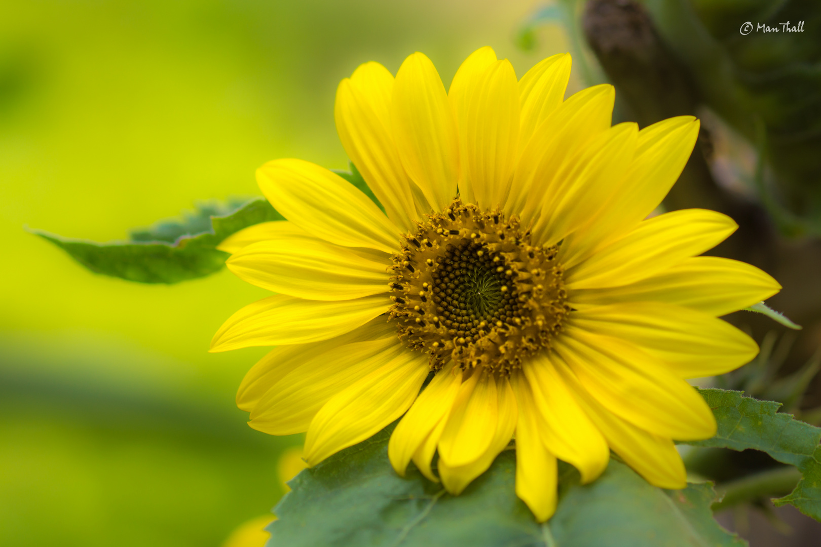 Lovely yellow