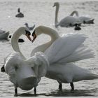 Lovestory an der Isar