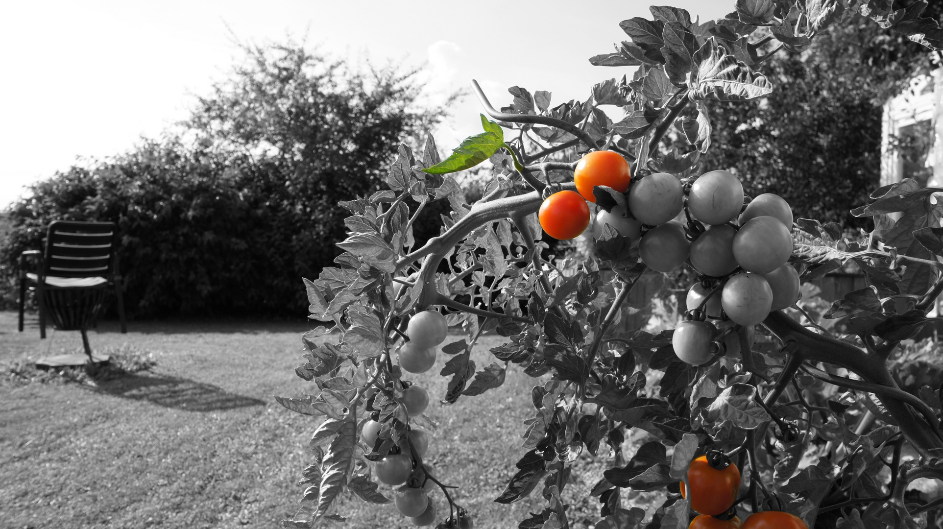 Lovin' Red Tomatoes