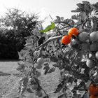 Lovin' Red Tomatoes