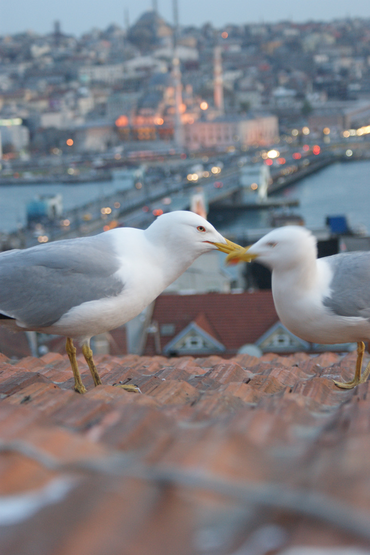 Loving Birds