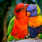 Loving Lorikeets