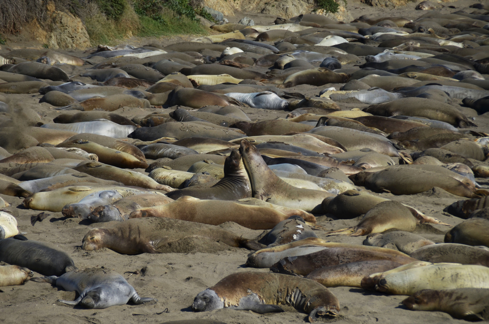 Loving Sea Lions