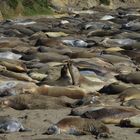 Loving Sea Lions