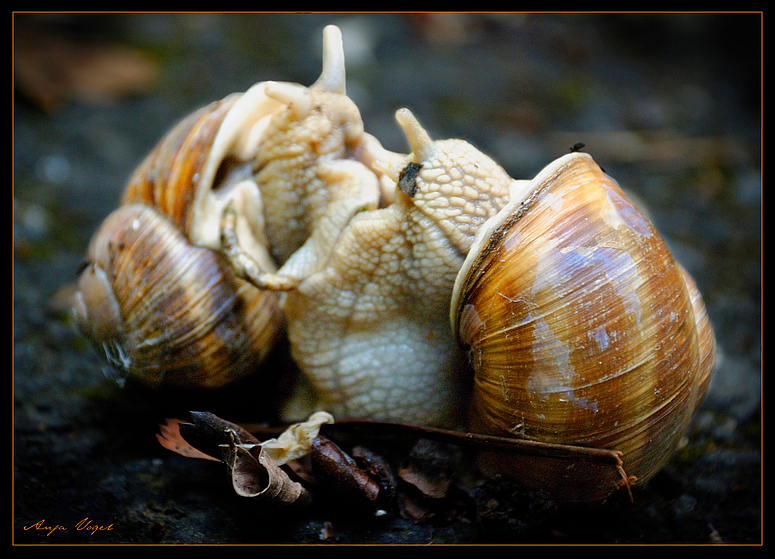 loving snails