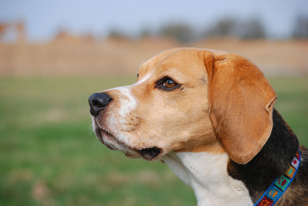 lovley beagle..