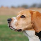 lovley beagle..