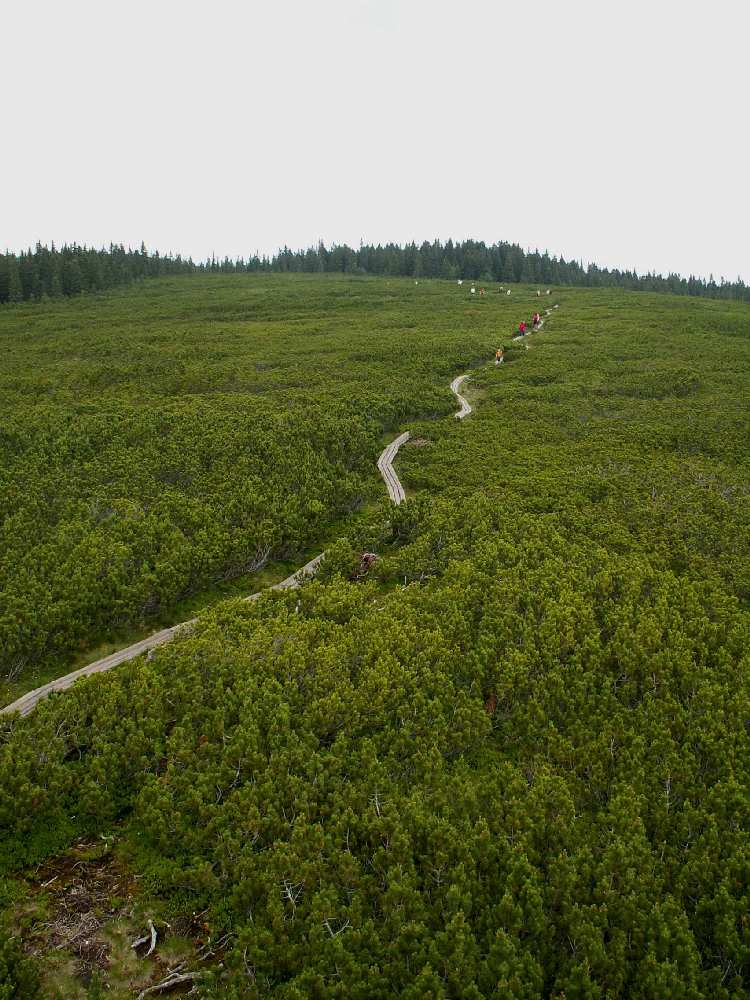 Lovrenc peat bog (Pohorje), Slovenia