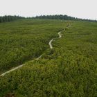 Lovrenc peat bog (Pohorje), Slovenia