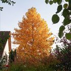 Low angle view of trees against sky during autumn