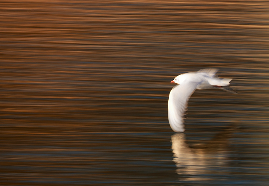 low flight de Ivano Cheli (1) 