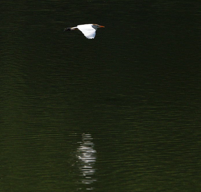 low flight over the lake