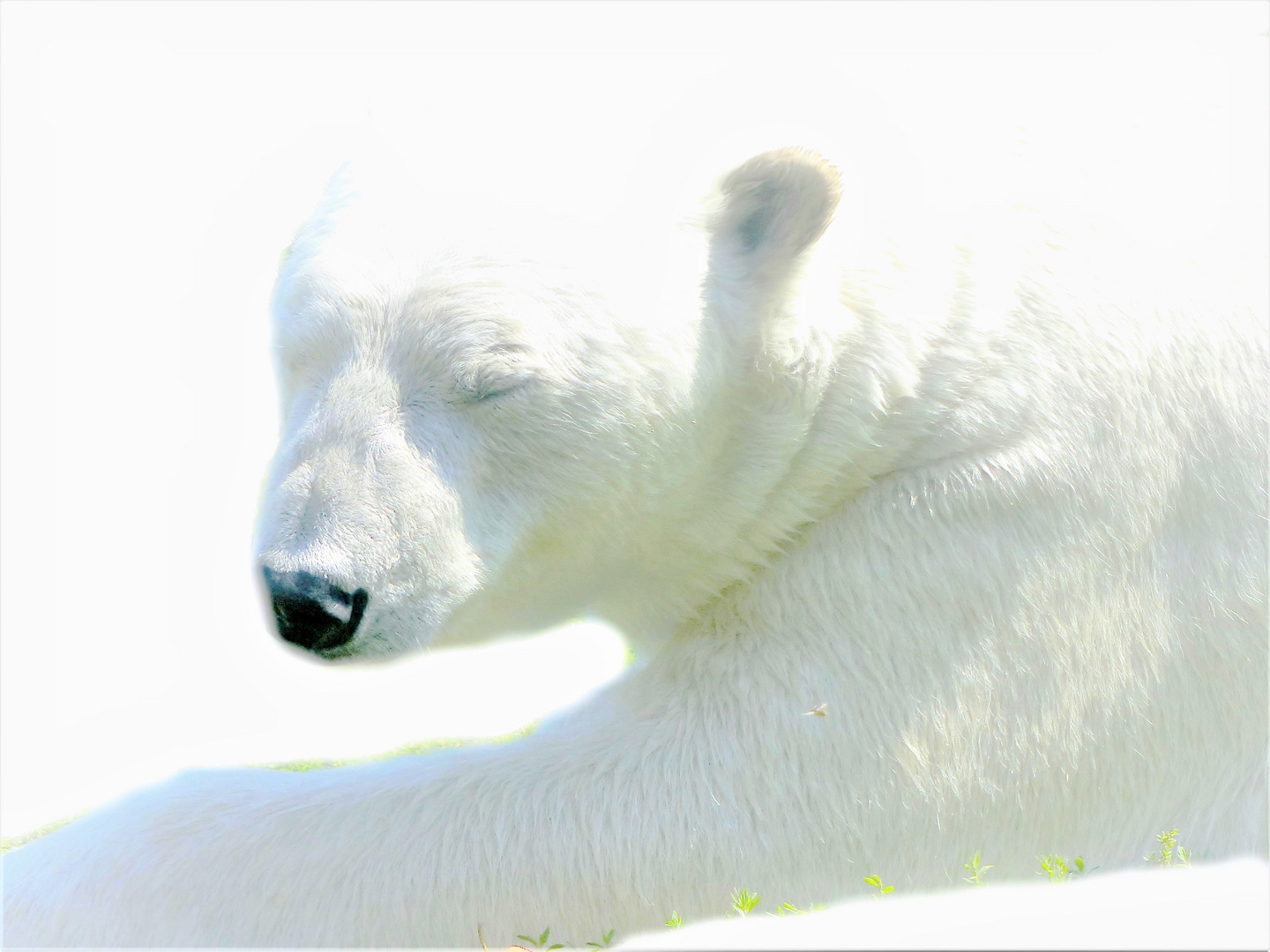  Low Key - Eisbär